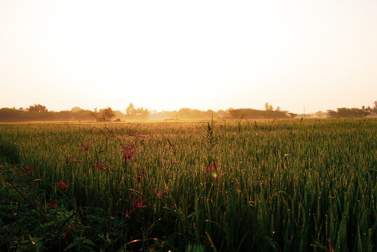 Sunrise over a paddy field