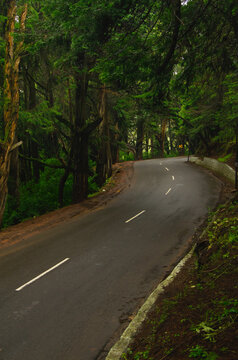 Winding road in the woods