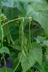 Flat green beans on their plant in an organic garden in Spain