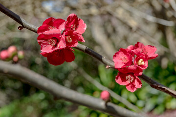 Pink flowers on a tree - 360843798
