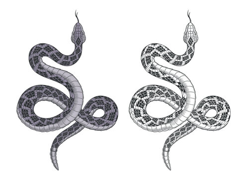Snake attacks. Rattlesnake tattoo isolated on white vector illustration.