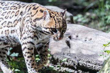 ocelot walking in the woods near a fallen trunk