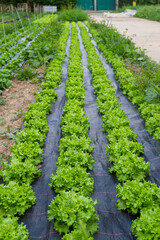 Batavia lettuce in an ecological farm in Spain