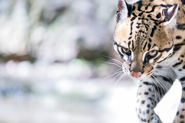 portrait of the ocelot in backlight
