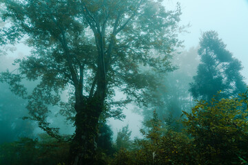 深い霧に包まれる秋の森