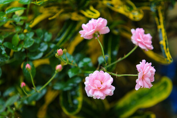 pink flowers in the garden