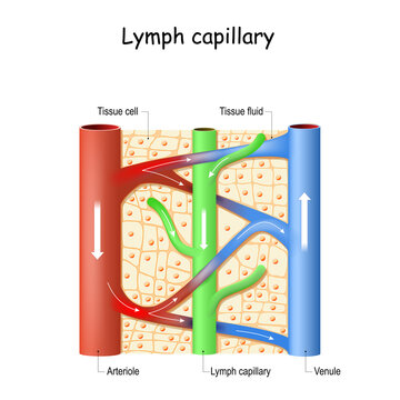 Lymph Capillary In Human Tissue. Blood Vessel: Venule And Arteriole.