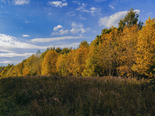 Fototapeta premium autumn in the forest