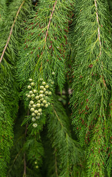Lawson cypress, Port Orford cedar (Chamaecyparis lawsoniana), branch with mature female cones, South Tyrol, northern Italy