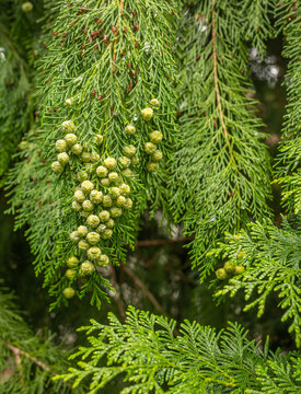 Lawson cypress, Port Orford cedar (Chamaecyparis lawsoniana), branch with mature female cones, South Tyrol, northern Italy