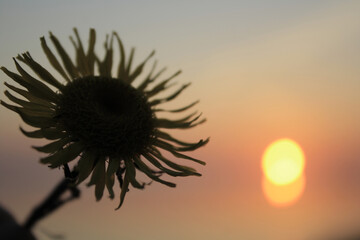 Closeup flower on sunset background. Macro Design