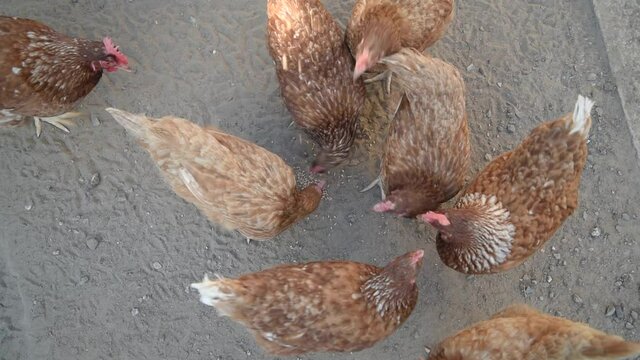 Group of red domestic chickens peck grains from the ground at feeding time. Top view