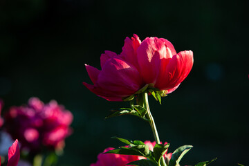 Carmine peony flower close up in the sunset light in dark background horizonatal photo