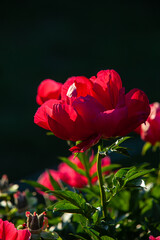 Carmine peony flower close up in the sunset light vertical photo