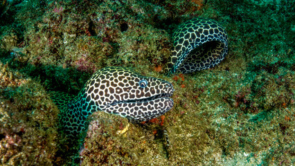 Naklejka na ściany i meble The beautiful leopard moray hides in the rocky bottom of the reef. Tofo (Mozambique)
