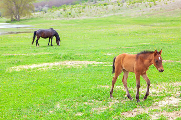 Naklejka na ściany i meble Foal and mother horse at the meadow . Domestic horses at the pasture