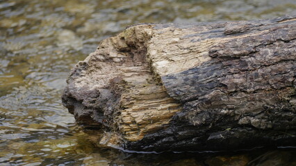 Wooden log in stream