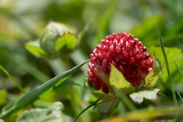 Fragaria vesca or wild strawberry with green leafs, Photo with a very narrow depth of field