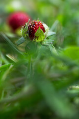 Fragaria vesca or wild strawberry with green leafs, Photo with a very narrow depth of field