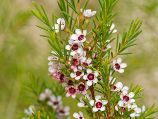 (Chamelaucium uncinatum) Gros plan sur fleurs de cire ou wax australien aux fleurs en grappes à...