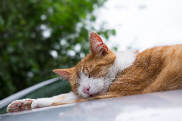 Fototapeta premium Red and white cat is sleeping comfortably on the warm hood of a car against the windscreen wipers and windshield