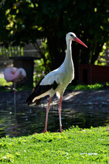 storch am teich