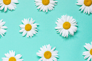 Seamless pattern with camomiles or daisy flowers on light blue background.