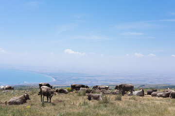 Herd of cows graze, ruminate and lie in a meadow in the hills of the Gargano in Italy