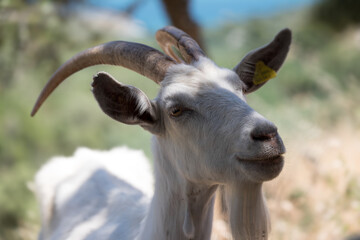Portrait of a goat on a farm in a village in Italy. Beautiful goat posing
