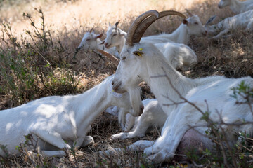 White goats are resting on a hill in the barren grass on a warm summer day
