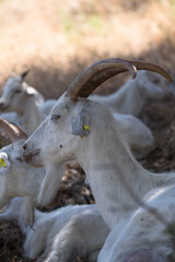 White goats are resting on a hill in the barren grass on a warm summer day