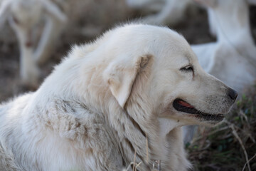 Close side view of a panting white Golden Retriever