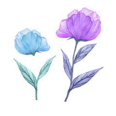 Peony Watercolour as design element.  Summer background on white.