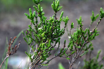 Green branches of a plant on a background of green leaves and grass with a bokeh effect. Medicinal plant. Macro shot. Thing. Background, texture, substrate.