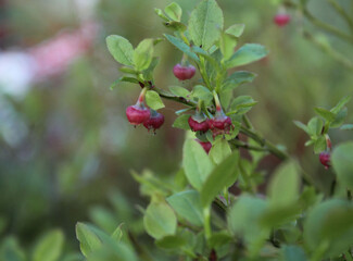 Blueberry, not yet ripe, against a background of green leaves and grass with a bokeh effect. Macro shot. Thing. Background, texture, substrate.