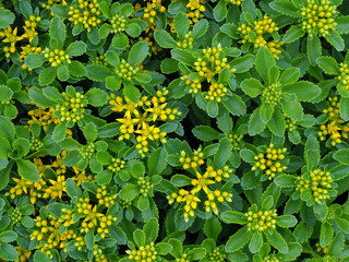 Fetthenne ( Mauerpfeffer)