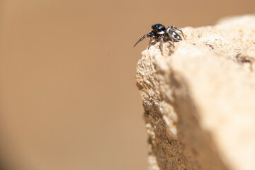 A close up of  a common spider   in an open  space above a solitary white rock 
