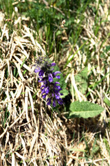 Flowers Salvia pratensis