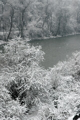 Winter forest. Snow on the trees. Georgia, Caucasus.