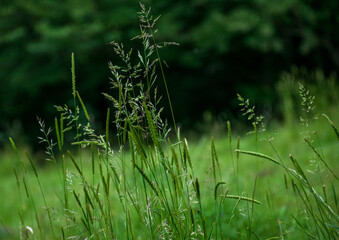 green grass field in the morning