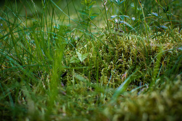 landscape with green grass with dew drops