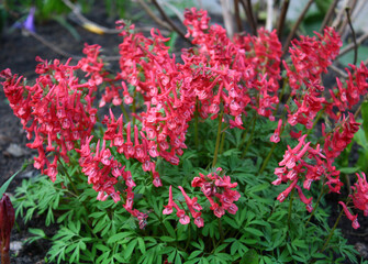 Burgundy and red flowers on a flowerbed close-up on a background of green leaves and grass with a bokeh effect. Macro shot. Thing. Background, texture, substrate.