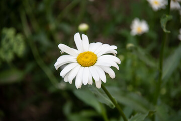 Chamomile flowers. Beautiful plant, with white and yellow daisy like flowers. Daisy flower in summer close-up. Chamomile close up on a green background. Chamomile ordinary on the sunny day in summer