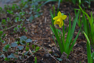 Yellow daffodil flower on a background of green leaves and grass with a bokeh effect. Medicinal plant. Macro shot. Thing. Background, texture, substrate.