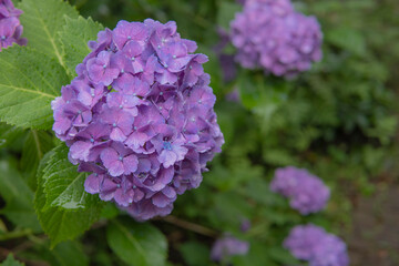 雨の日のアジサイをクローズアップ／Hydrangea
