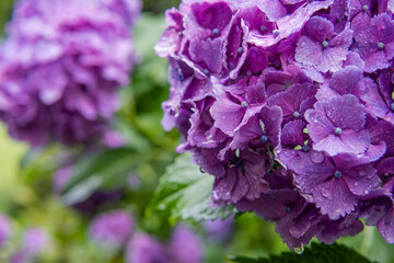 濡れた紫のアジサイをクローズアップ／Hydrangea