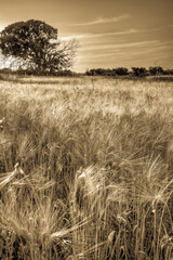 Campo di grano al  tramonto