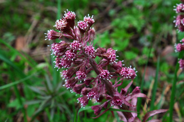 Burgundy and red flowers on a flowerbed close-up on a background of green leaves and grass with a bokeh effect. Macro shot. Thing. Background, texture, substrate.