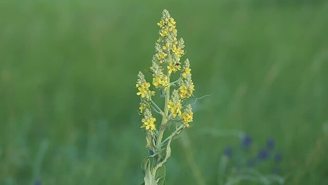 Yellow flower Verbascum thapsus Bear ear swings in the wind. Close-up