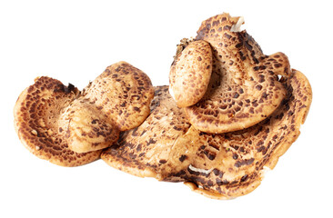 Mushroom scaly tinder fungus on a white